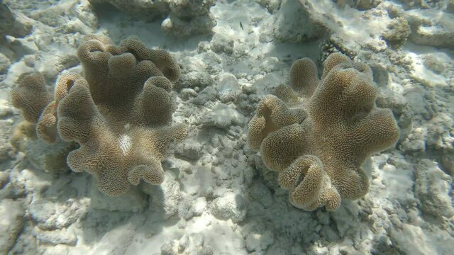 zwei Korallen im flachen Wasser auf den Malediven