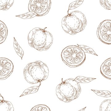 Seamless outlined pattern with yuzu fruit and leaves on white background. Endless repeatable engraved texture with Japanese citrus in vintage style. Hand-drawn vector illustration for printing