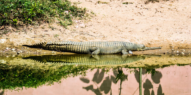 The gharial, also known as the gavial or the fish-eating crocodile, is a crocodilian in the family Gavialidae and among the longest of all living crocodilians