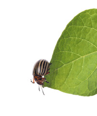 Colorado potato beetle on green leaf against white background