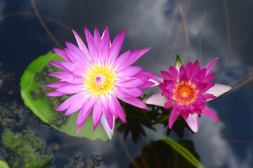 Pink lotus flower on natural light background 
