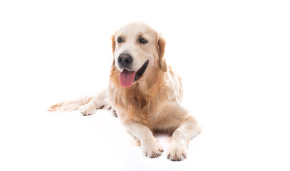 Golden retriever dog lying looking forward isolated on white background