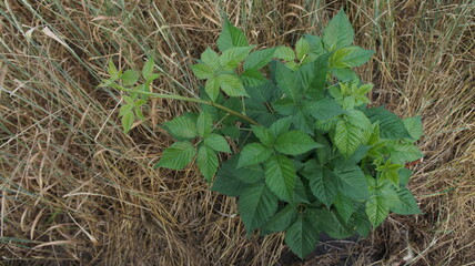 Young blackberry bush