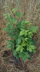 Young blackberry bush