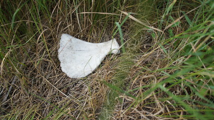 Animal bone in green grass