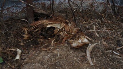 Dead chicken in a landfill. Animal burial ground. Disposal of biological hazardous waste