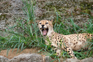 草むらに横たわり大きくあくびをするチーター