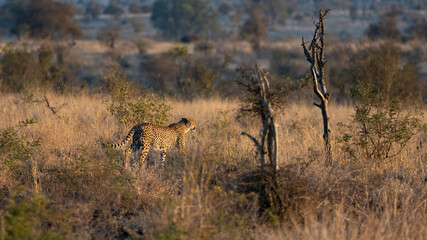 a rare cheetah walking into the wild
