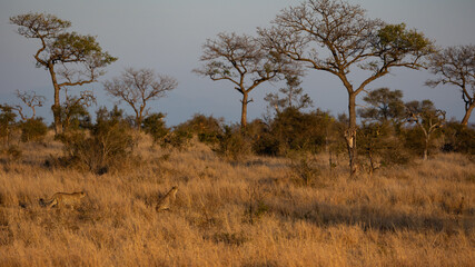 Fototapeta premium A coalition of two cheetah brothers