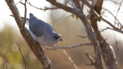 close up of a gabar goshawk