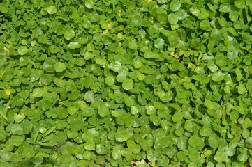 green  Centella asiatica background