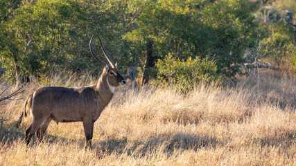 Mature waterbuck bull on high alert