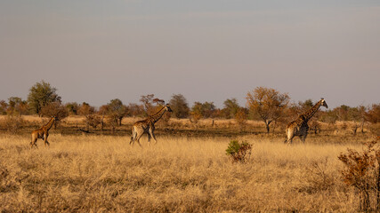 Fototapeta na wymiar three giraffes of different sizes