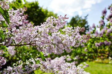 Beautiful lilac blossom. Flowering lilac tree at park. Fresh spring background on nature outdoors