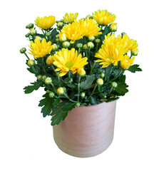 Bouquet of yellow chrysanthemums isolated on white background. Chrysanthemum flower in a vase