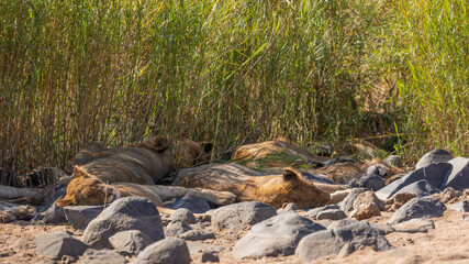 Naklejka na ściany i meble pride of lions sleeping in a dry riverbed
