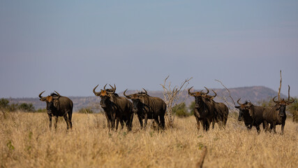 a herd of blue wildebeest