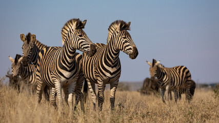 Fototapeta na wymiar zebras on the lookout - Kruger national park
