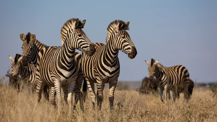 Poster zebra& 39 s op de uitkijk - Kruger nationaal park © Jurgens