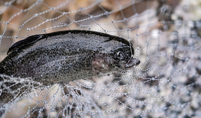 Spotted trout fish captured in net