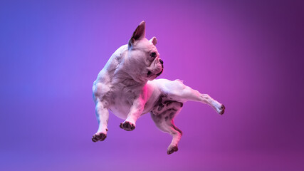 Portrait of purebred dog bulldog posing isolated over studio background in neon gradient pink purple light.