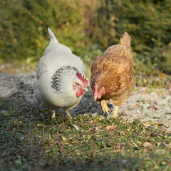 A brown and white chicken free range in the garden