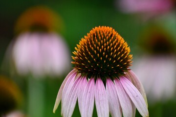 Purple coneflower