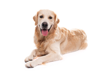 Golden retriever dog lying, isolated on a white background