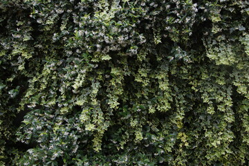 Vegetation in an urban enviironment