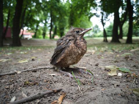 A young bird falling out of a nest on the ground.