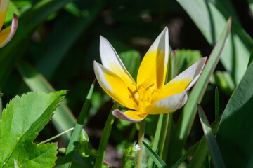 Photography of yellow lilies in the village garden.
