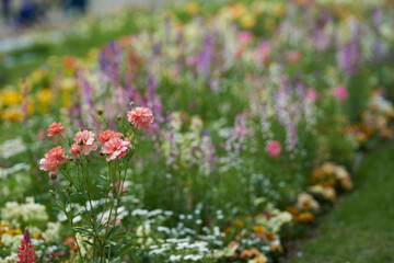 Close up of beautifully bloomed pink colored ranunculus