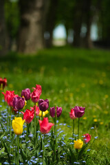 Various color tulips blooming in city park.