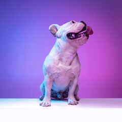 Portrait of purebred dog bulldog posing isolated over studio background in neon gradient pink purple light.
