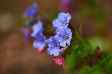 Obraz premium Geflecktes Lungenkraut (Pulmonaria officinalis) 