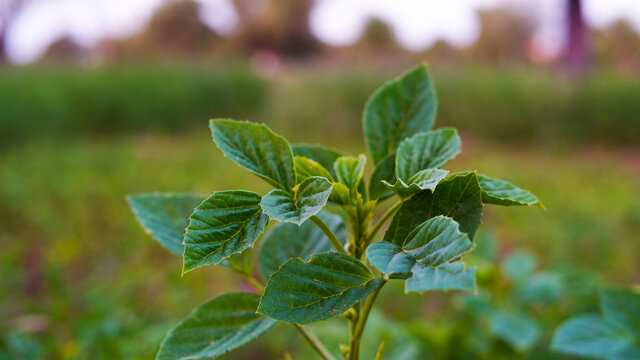 Fresh Wet Green Leaves Of Guar Or Cyamopsis Tetragonoloba Plant. It Is An Annual Legume And The Source Of Guar Gum.