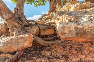 Tree roots growing through and into rocks in the mountain in northern Israel
