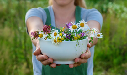 The woman collects medicinal herbs. Selective focus.