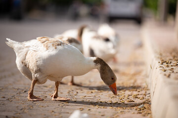 Close up ducks, park the details and expressions of ducks