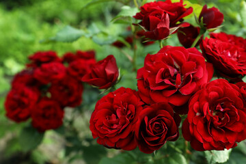 Beautiful blooming red roses on bush outdoors, closeup. Space for text