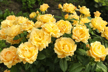 Beautiful blooming yellow roses on bush outdoors © New Africa