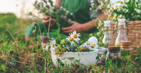 The woman collects medicinal herbs. Selective focus.