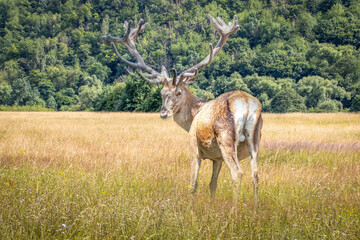 red deer standing in tall grass