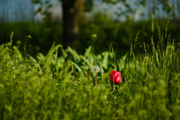 Red tulip blooming in green grass during springtime.