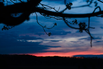 Sunset sky with tree branch silhouettes.