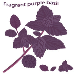 purple basil. Dark opal basil close-up. Fresh red basil isolated on white background. Ocimum basilicum. Vector illustration. - 442910549