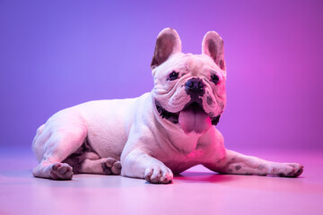 Portrait of cute purebred dog bulldog lying down isolated over studio background in neon gradient...