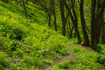 Green grass with path lane. Forest with blooming flowers and grass.