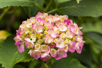 Fototapeta premium 紫陽花