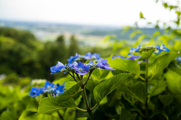 紫陽花